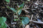 Snin klivurt / Bilderdykia convolvulus (L.) Dumort (Polygonum convolvulus L.)