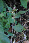 Snúin klivurt / Bilderdykia convolvulus (L.) Dumort (Polygonum convolvulus L.)