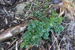 Ttlingskarsi / Cardamine hirsuta L.