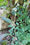 Snúin klivurt / Bilderdykia convolvulus (L.) Dumort (Polygonum convolvulus L.)