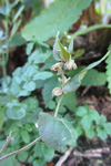 Snúin klivurt / Bilderdykia convolvulus (L.) Dumort (Polygonum convolvulus L.)