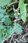 Snúin klivurt / Bilderdykia convolvulus (L.) Dumort (Polygonum convolvulus L.)