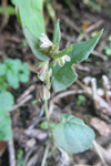 Snúin klivurt / Bilderdykia convolvulus (L.) Dumort (Polygonum convolvulus L.)