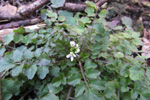 Bylgjutur karsi Cardamine flexuosa With.