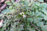 Bylgjutur karsi Cardamine flexuosa With.