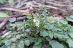 Bylgjutur karsi Cardamine flexuosa With.