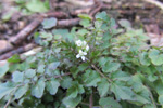 Bylgjutur karsi Cardamine flexuosa With.