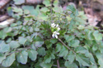 Bylgjutur karsi Cardamine flexuosa With.