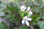 Bylgjutur karsi Cardamine flexuosa With.