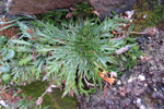 Ravnagøtubrá / Plantago coronopus L.