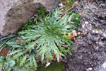 Ravnagøtubrá / Plantago coronopus L.