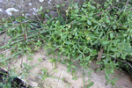 Krøkin steinbrá / Galium aparine L.