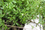 Krkin steinbr / Galium aparine L.