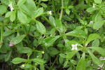 Krøkin steinbrá / Galium aparine L.