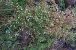 Fýrmenningshøsnagras / Cerastium diffusum Pers.