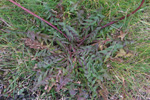 Krkflipput vrhagaslja Taraxacum sect. Hamata H. llg.