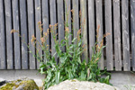 Leggsra, sruleggur, sra Rumex acetosa L.