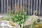 Leggsra, sruleggur, sra Rumex acetosa L.