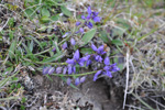 Str silkibond / Polygala vulgaris