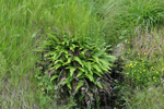 Ekstur blóðkampur / Blechnum spicant (L.) Roth)