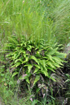 Ekstur blóðkampur / Blechnum spicant (L.) Roth)