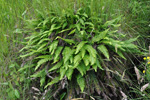 Ekstur blóðkampur / Blechnum spicant (L.) Roth)