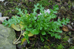 Loðin danadái / Senecio vulgaris