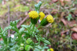 Loin danadi / Senecio vulgaris