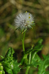 Loin danadi / Senecio vulgaris