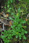 Loin danadi / Senecio vulgaris