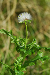 Loðin danadái / Senecio vulgaris