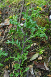 Loðin danadái / Senecio vulgaris