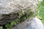 Fjallavrperla / Draba norvegica Gunn. (D. rupestris R.Br.)