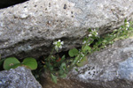 Fjallavrperla / Draba norvegica Gunn. (D. rupestris R.Br.)