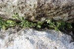 Fjallavrperla / Draba norvegica Gunn. (D. rupestris R.Br.)