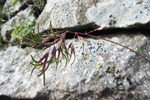 Fjallapuntalastrá / Deschampsia alpina L. Roem. et Schult (D. cespitosa subsp. alpina (L.) Tzvelov)