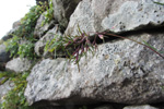 Fjallapuntalastrá / Deschampsia alpina L. Roem. et Schult (D. cespitosa subsp. alpina (L.) Tzvelov)