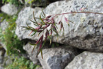 Fjallapuntalastrá / Deschampsia alpina L. Roem. et Schult (D. cespitosa subsp. alpina (L.) Tzvelov)