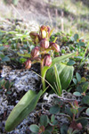 Grønlig barnarót / Grønligt hjúnagras / Coeloglossum viride (L.) Hartm. Eysturoy.