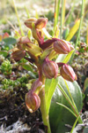 Grønlig barnarót / Grønligt hjúnagras / Coeloglossum viride (L.) Hartm. Eysturoy.