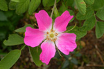 Mjk rsa / Rosa mollis SM.