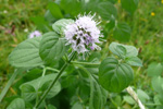 Hestamynta / Mentha aquatica L.