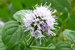 Hestamynta / Mentha aquatica L.