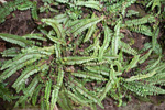 Strálhærdur trøllakampur / Asplenium trichomanes L.