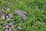 Fjørurímbløðka / Atriplex glabriuscula