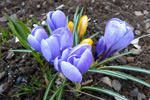 Krokus / Crocus 