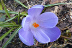 Krokus / Crocus 