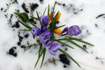 Krokus / Crocus 