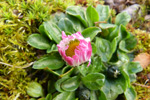 Støðugtblómandi summardái / Bellis perennis (L.) 01.05.2013