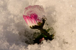 Stugtblmandi summardi / Bellis perennis (L.) 02.05.2013